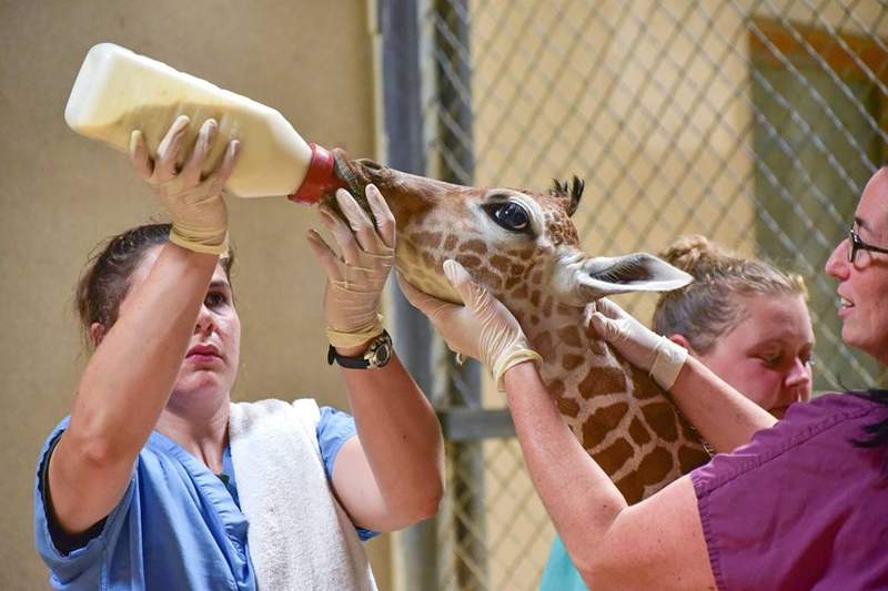 Via the Maryland Zoo.